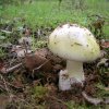 Amanita phalloides